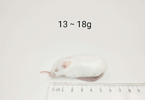 小鼠-13-18g