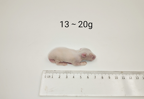 大鼠-13-20g