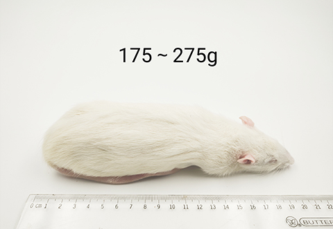 大鼠-175-275g