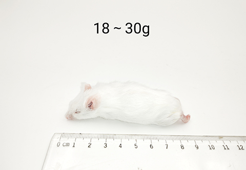 小鼠-18-30g