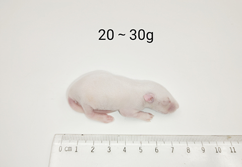 大鼠-20-30g