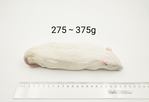 大鼠-275-375g