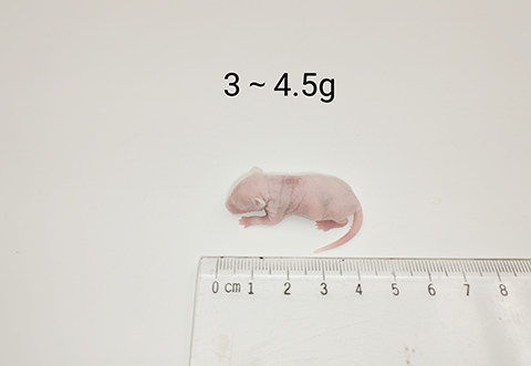 小鼠-3-4.5g