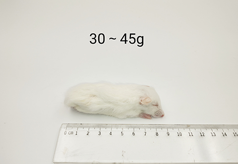 大鼠-30-45g