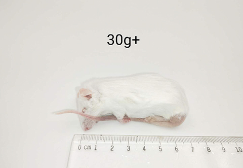 小鼠-30g+