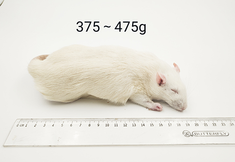 大鼠-375-475g