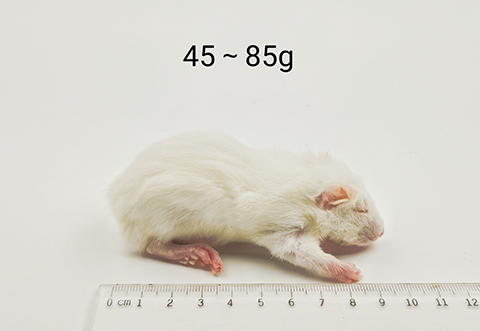 大鼠-45-85g
