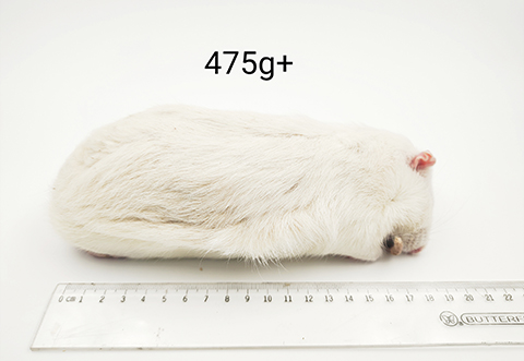 大鼠-475g+