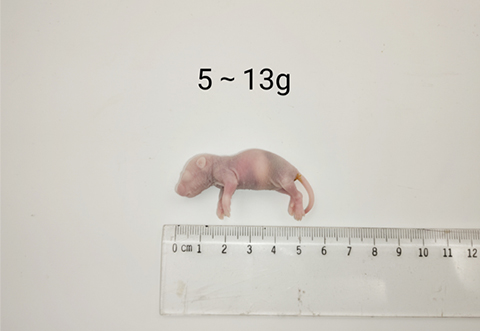 大鼠-5-13g