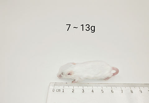 小鼠-7-13g