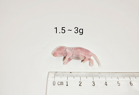小鼠-1.5-3g