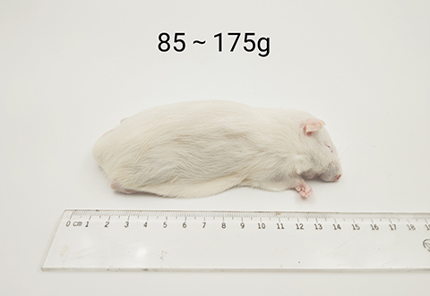 大鼠-85-175g